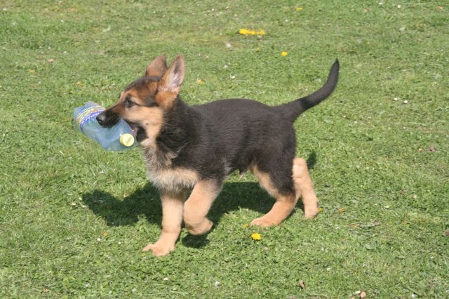 Argo