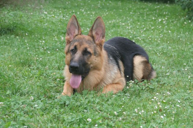 Argo