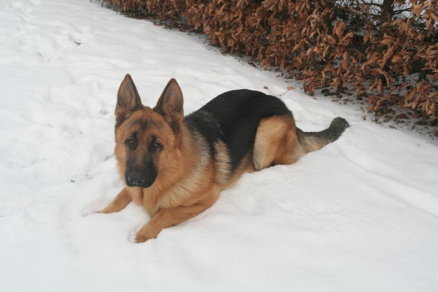 Argo, zima