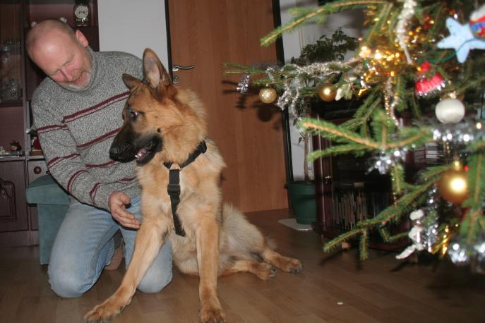 Argo, vnoce