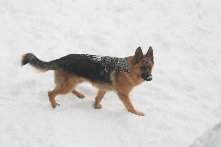 Argo, zima