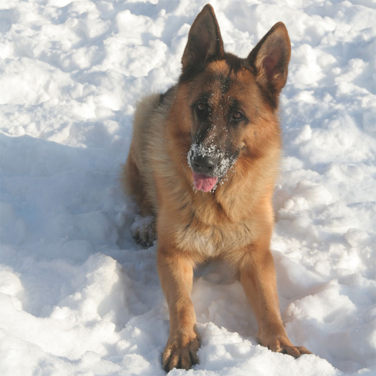 Argo, zima