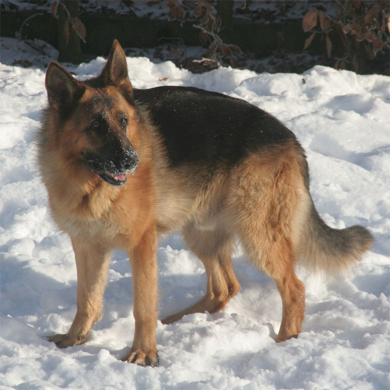 Argo, zima